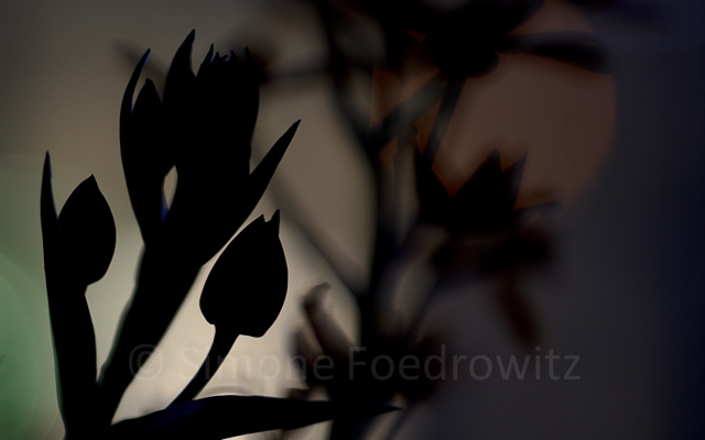 schwarze Silhouette einer Pflanze