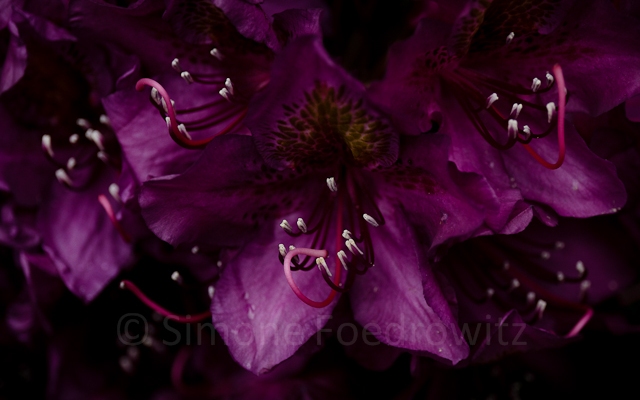 tiefviolette Rhododendronblüte