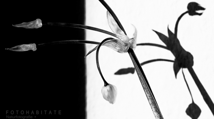 skurriler Blütenstand in schwarz-weiß