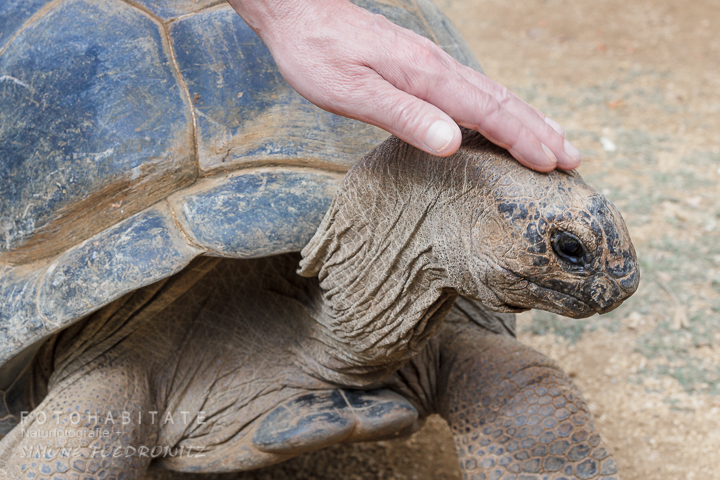 Hand streichelt Kopf von Riesenschildkröte