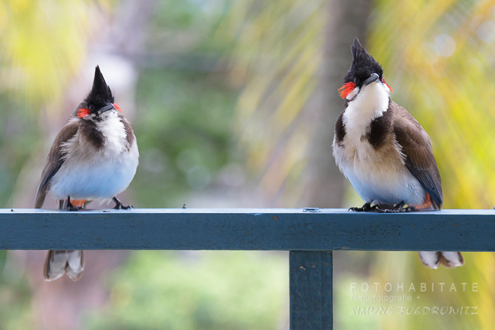 zwei Vögel mit Hauben und roten Wangen sitzend auf Balkongeländer