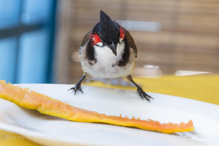 Vogel auf Teller vor Papayaschale