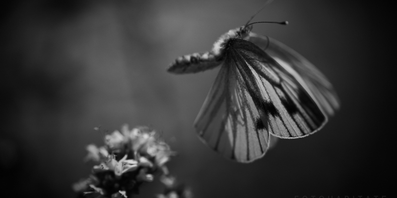 Fliegender Schmetterling über Blüte in schwarzweiss