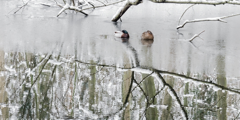 schlafendes Stockentenpaar auf gefrorener Wasserfläche