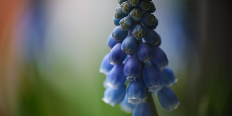 Blaue Blütenstraube der Traubenhyazynthe